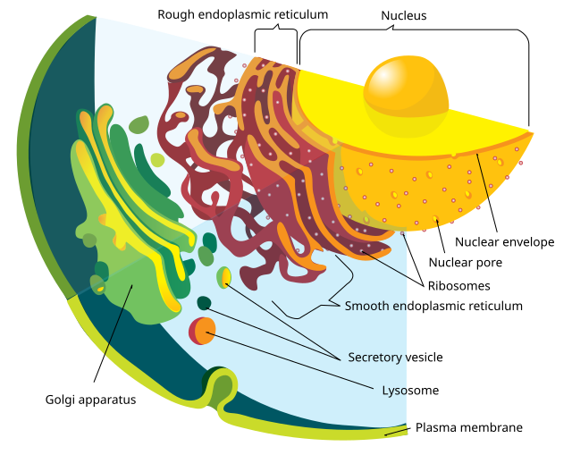 Bacterial Cell Structure